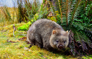 Wombats